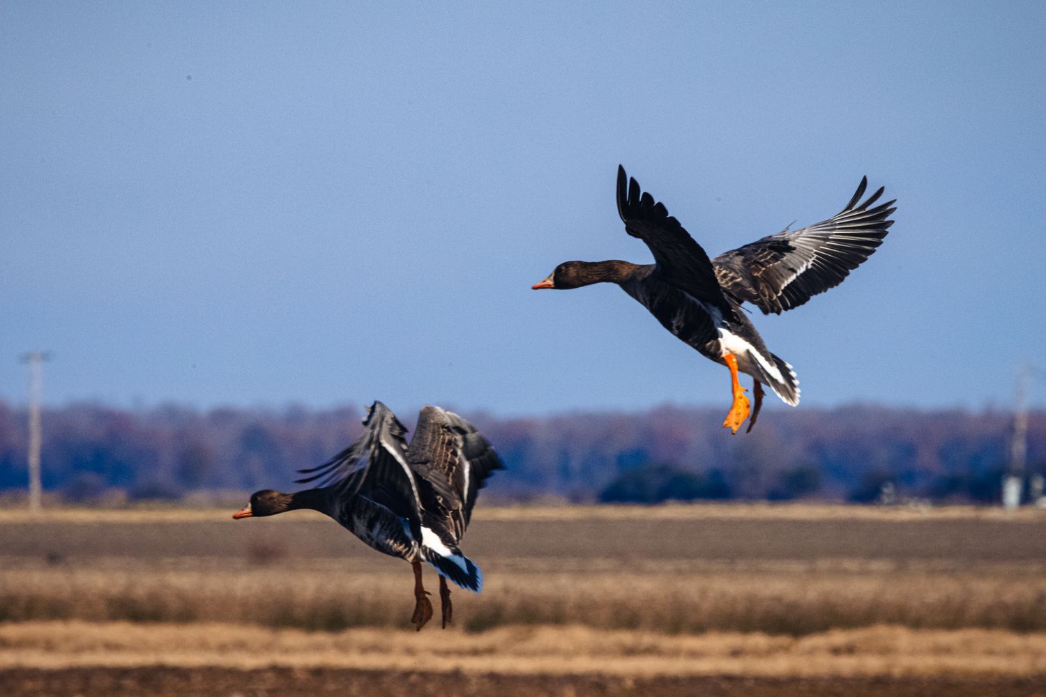 Speckled Belly Geese gracefully landing in a snowy meadow with wings outstretched against a blue winter sky.
