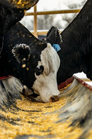 Close-up view of black and white cows eating corn feed from a trough.