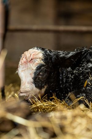 A newborn black and white calf rests on hay bedding in a barn stall.