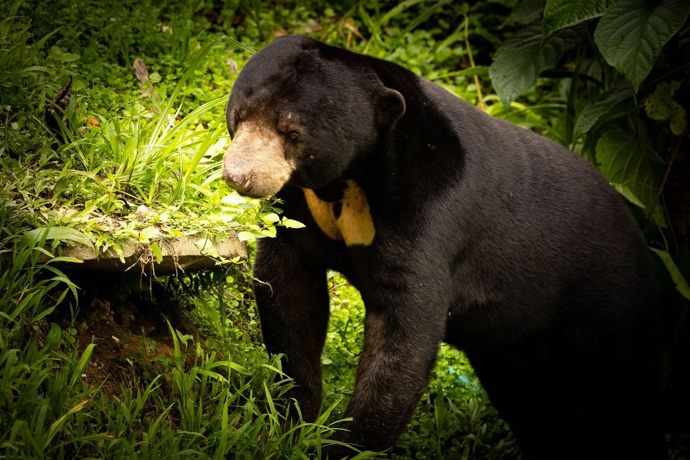 A sun bear with a golden chest patch forages near a mossy log in green grass.