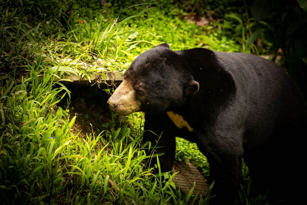 A sun bear with a golden muzzle investigates a mossy log in lush green grass.