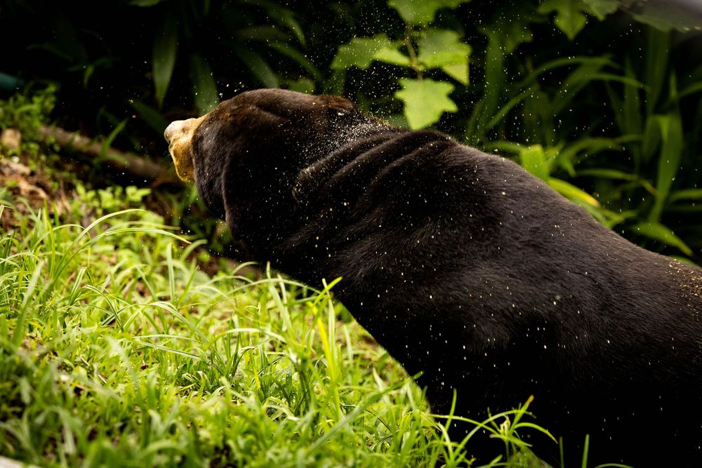 A sun bear shakes water droplets from its black fur in a green habitat.
