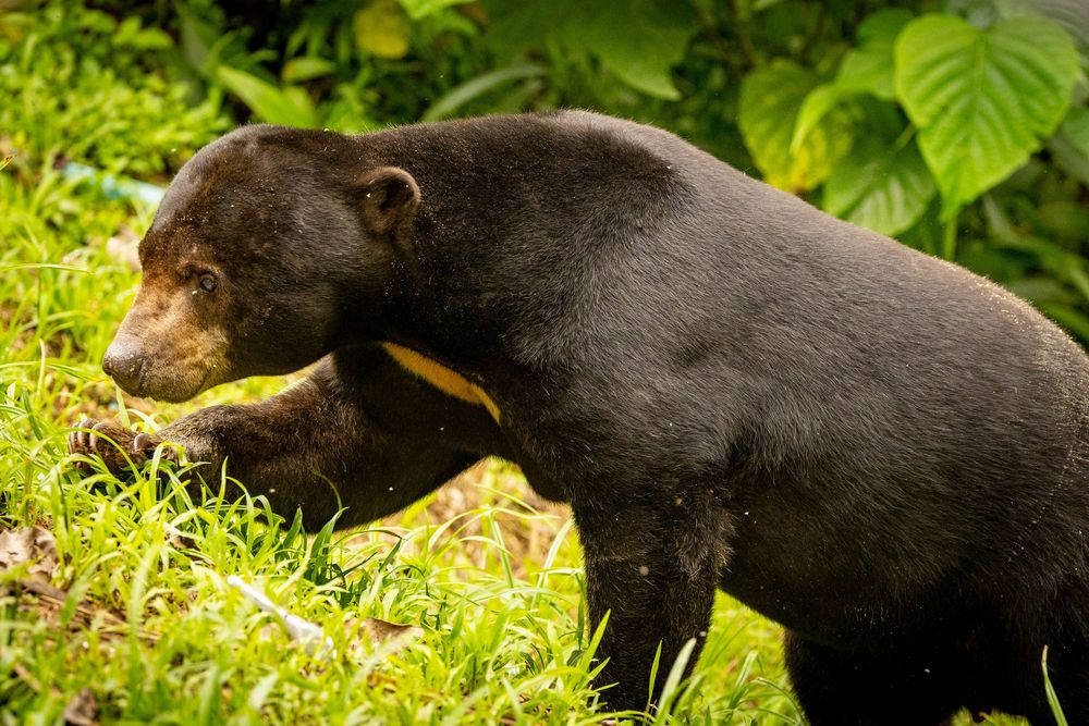 A sun bear strides across green grass in a lush tropical environment.