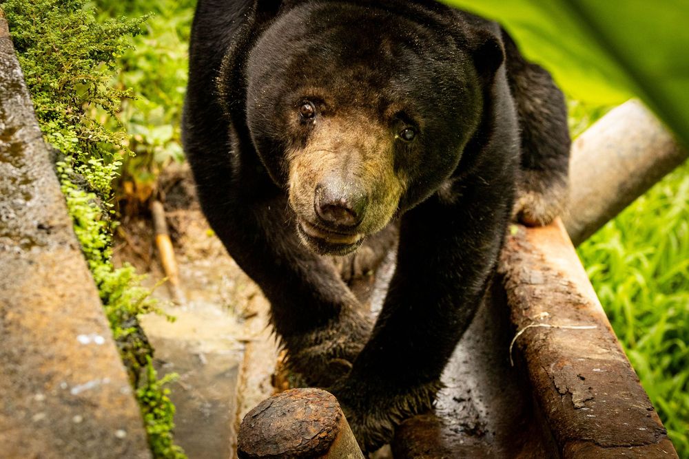 A sun bear climbs over a wooden log in a lush green enclosure.