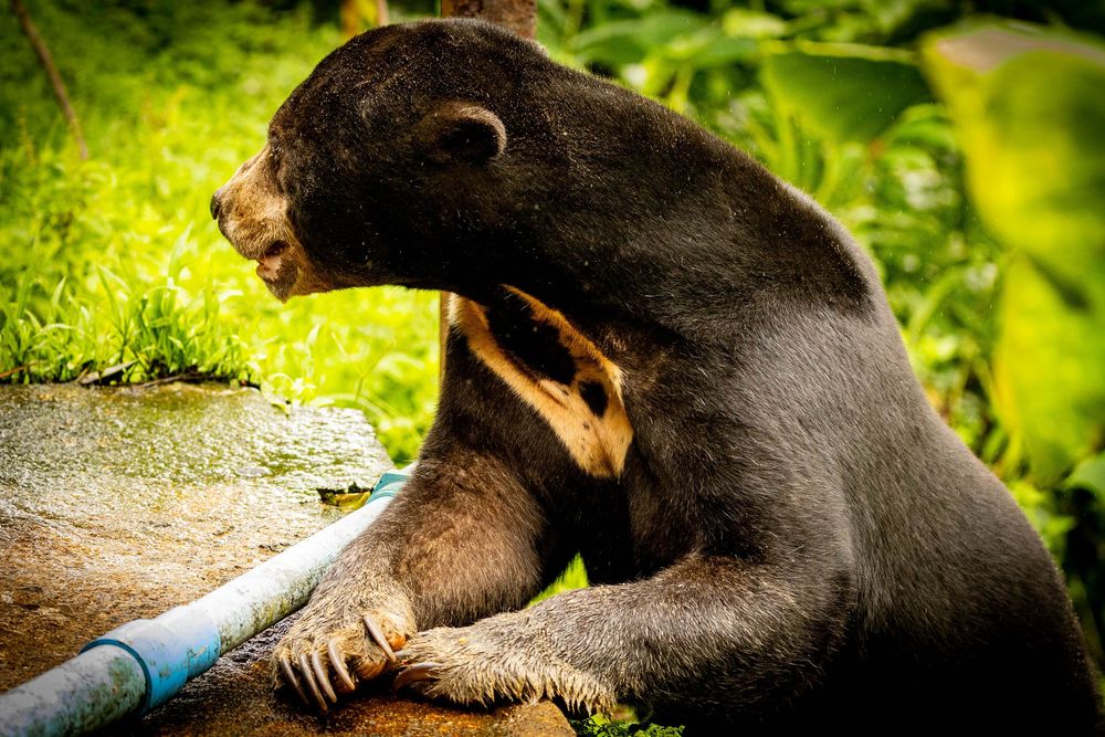 A sun bear rests its paws on a blue pipe surrounded by lush green foliage in a natural habitat.