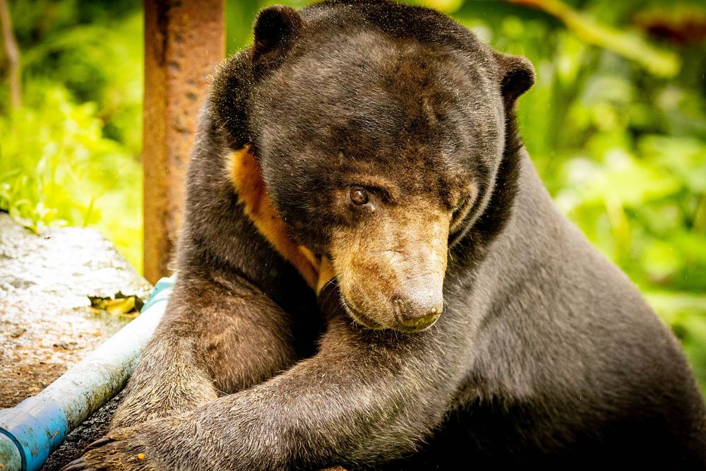 A sun bear with a golden muzzle rests comfortably near a blue pipe surrounded by green vegetation.