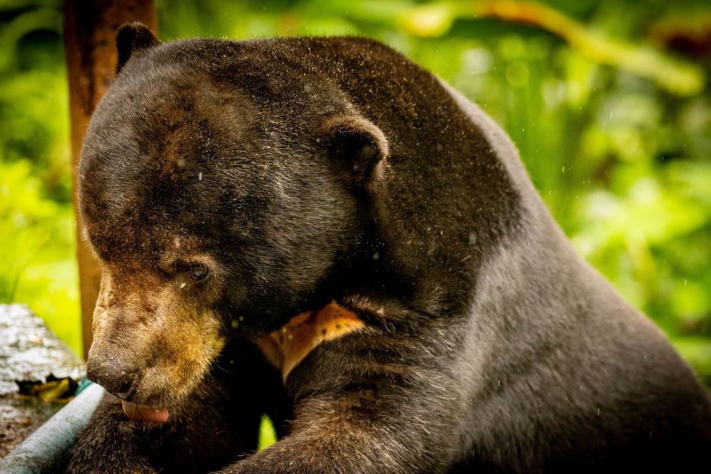 A close-up of a sun bear chewing on a stick in a lush green forest environment.