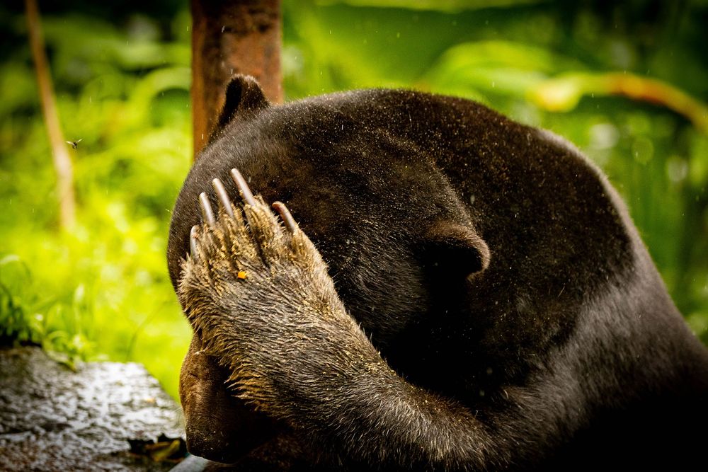 A sun bear covers its face with its large clawed paw while resting outdoors.
