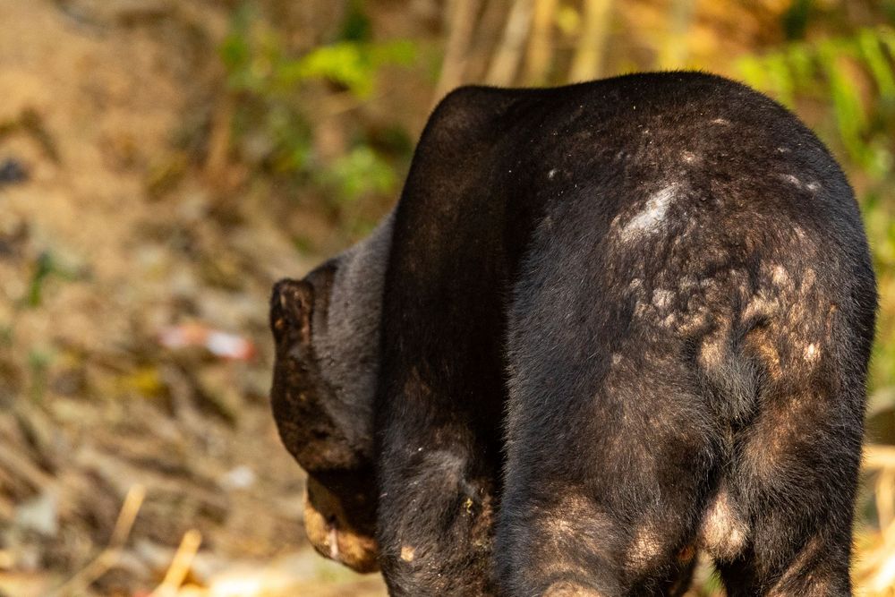 Rear view of a sun bear with patchy black fur standing near sandy soil and bamboo trees.