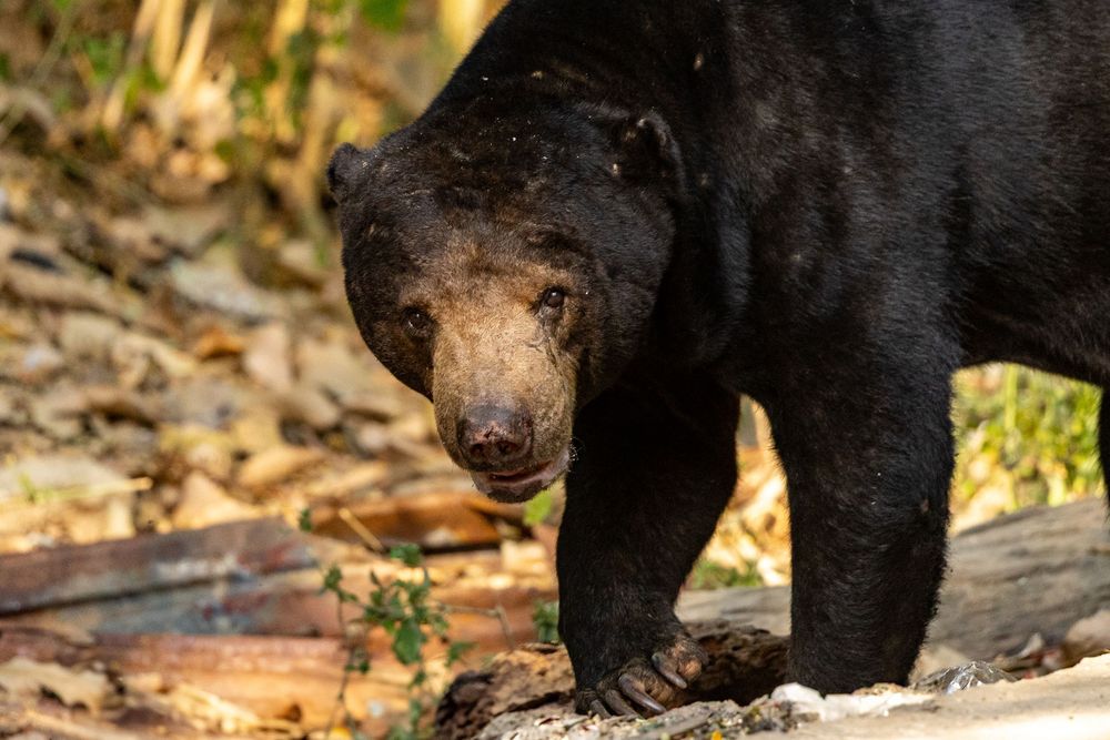 Sun bear with glossy black coat walking over a log in a sun-dappled natural forest setting.