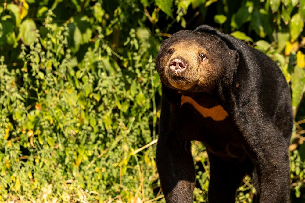 Sun bear looking upward with pink snout and golden facial markings against bright green foliage.
