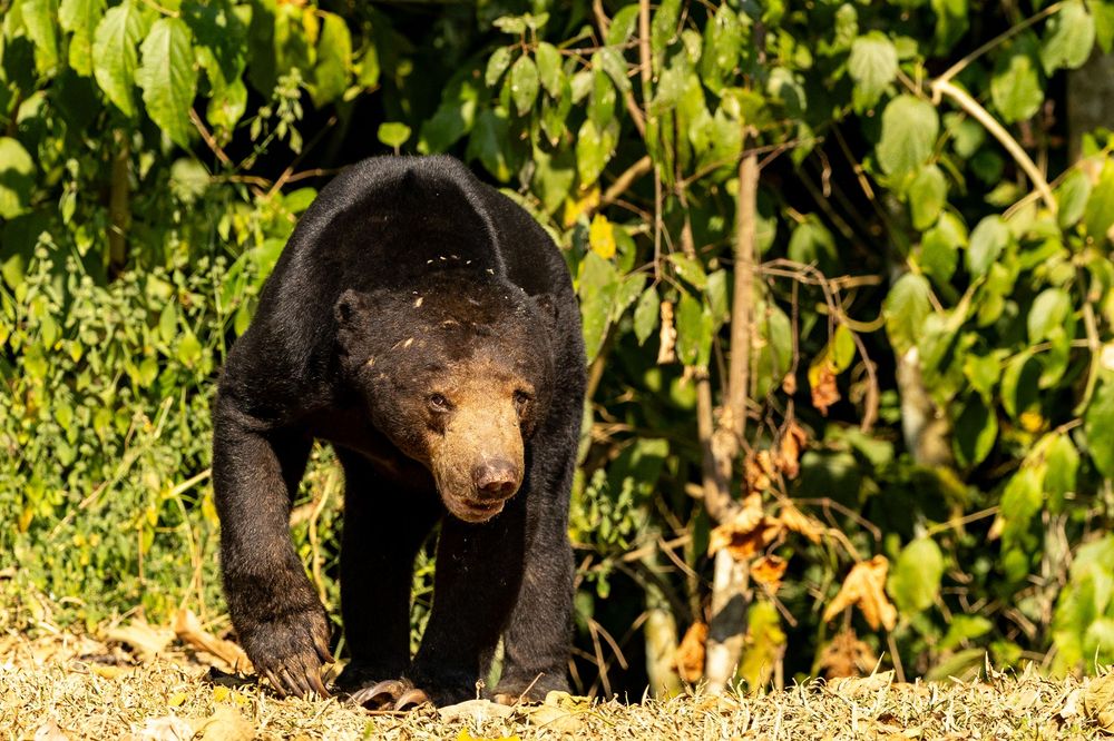 A black sun bear walks through a sunlit forest clearing surrounded by green foliage.