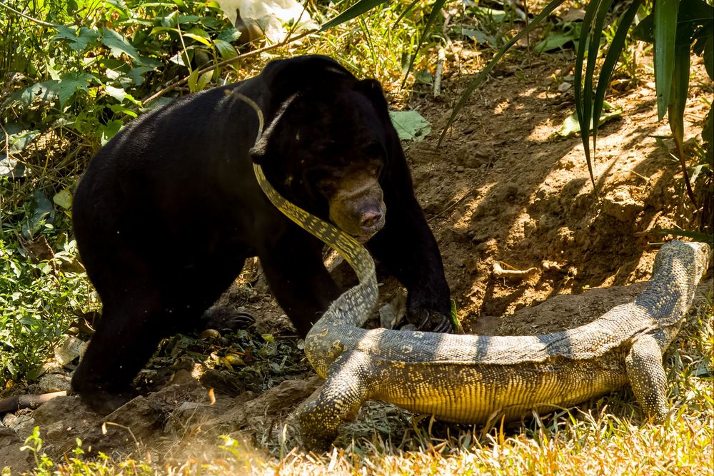 A black sun bear and an Asian water monitor fighting in a sunny jungle clearing.