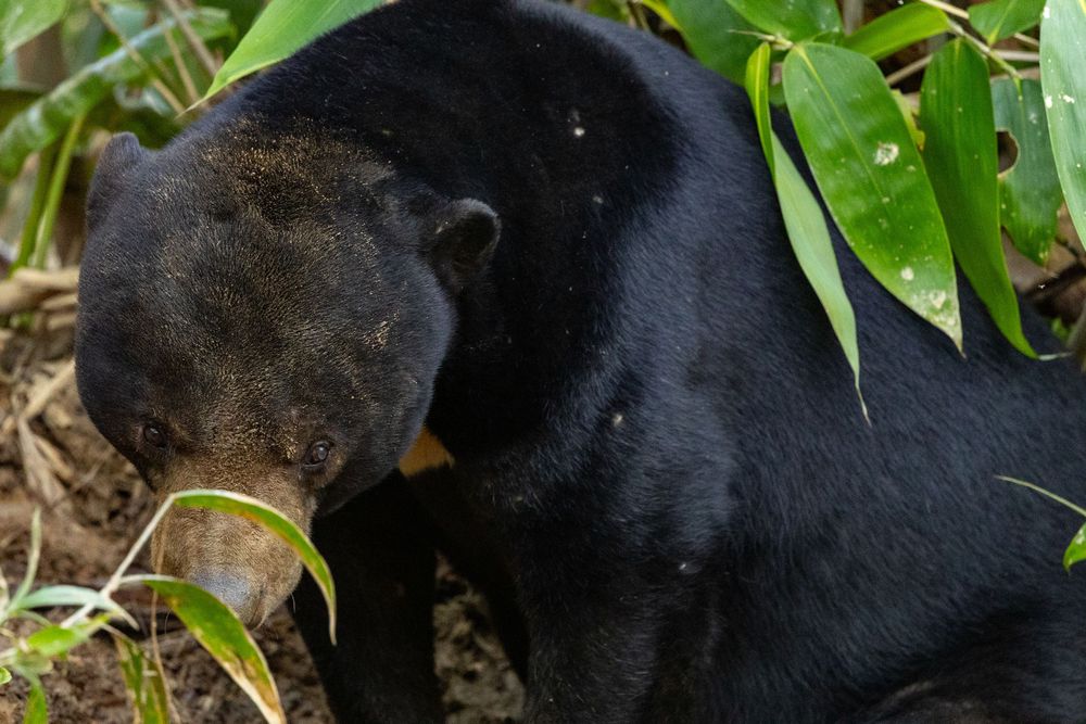 A large black sun bear forages near green leaves and soil in a tropical forest.