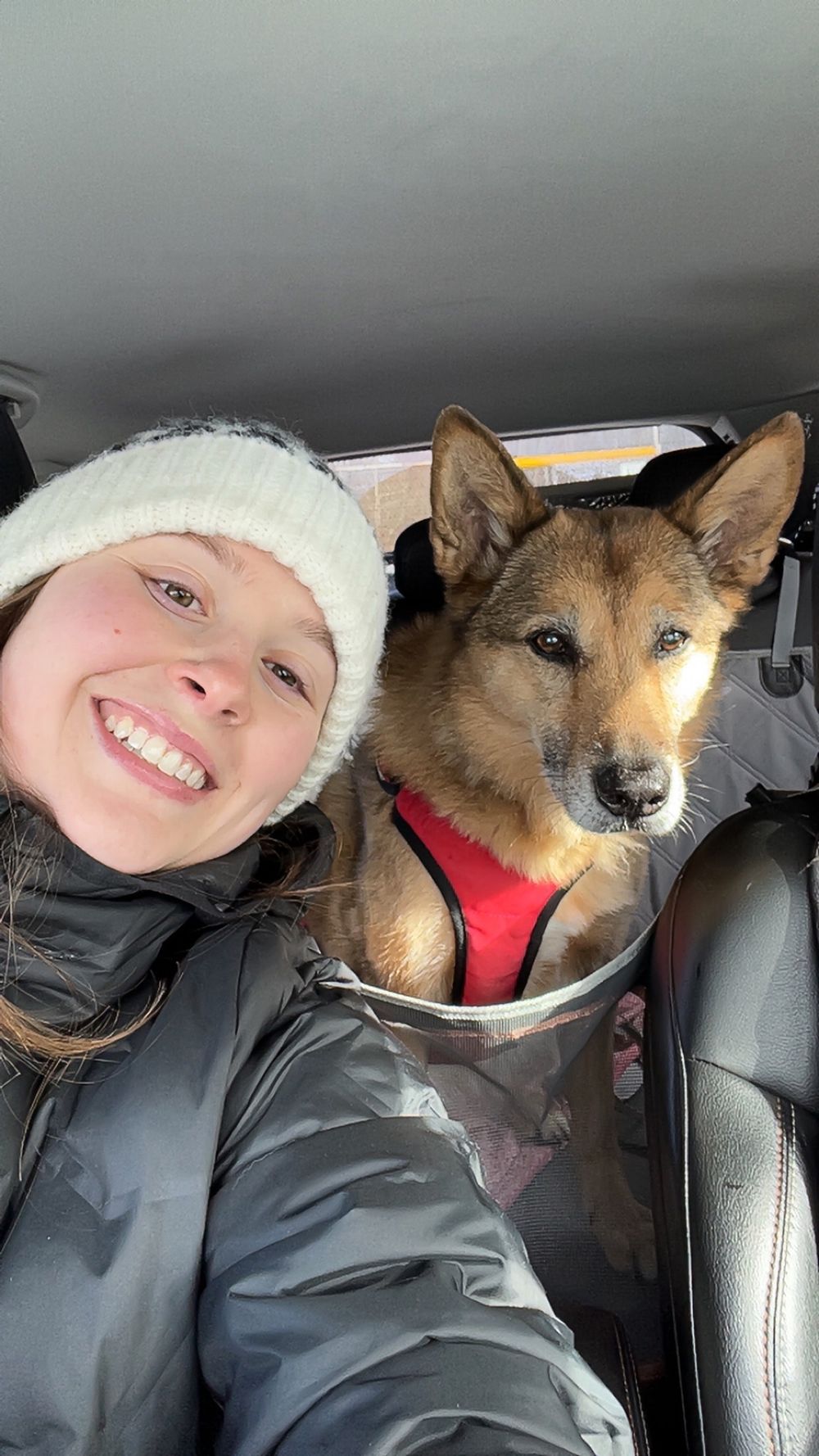 Selfie of girl and german Shepherd wearing a red harness sitting in car passenger seat.