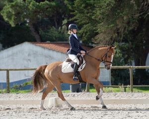 dressage competition
