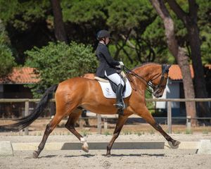 dressage competition