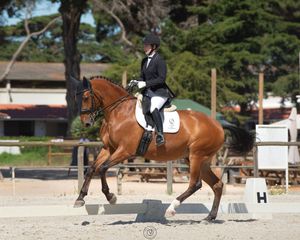 dressage competition