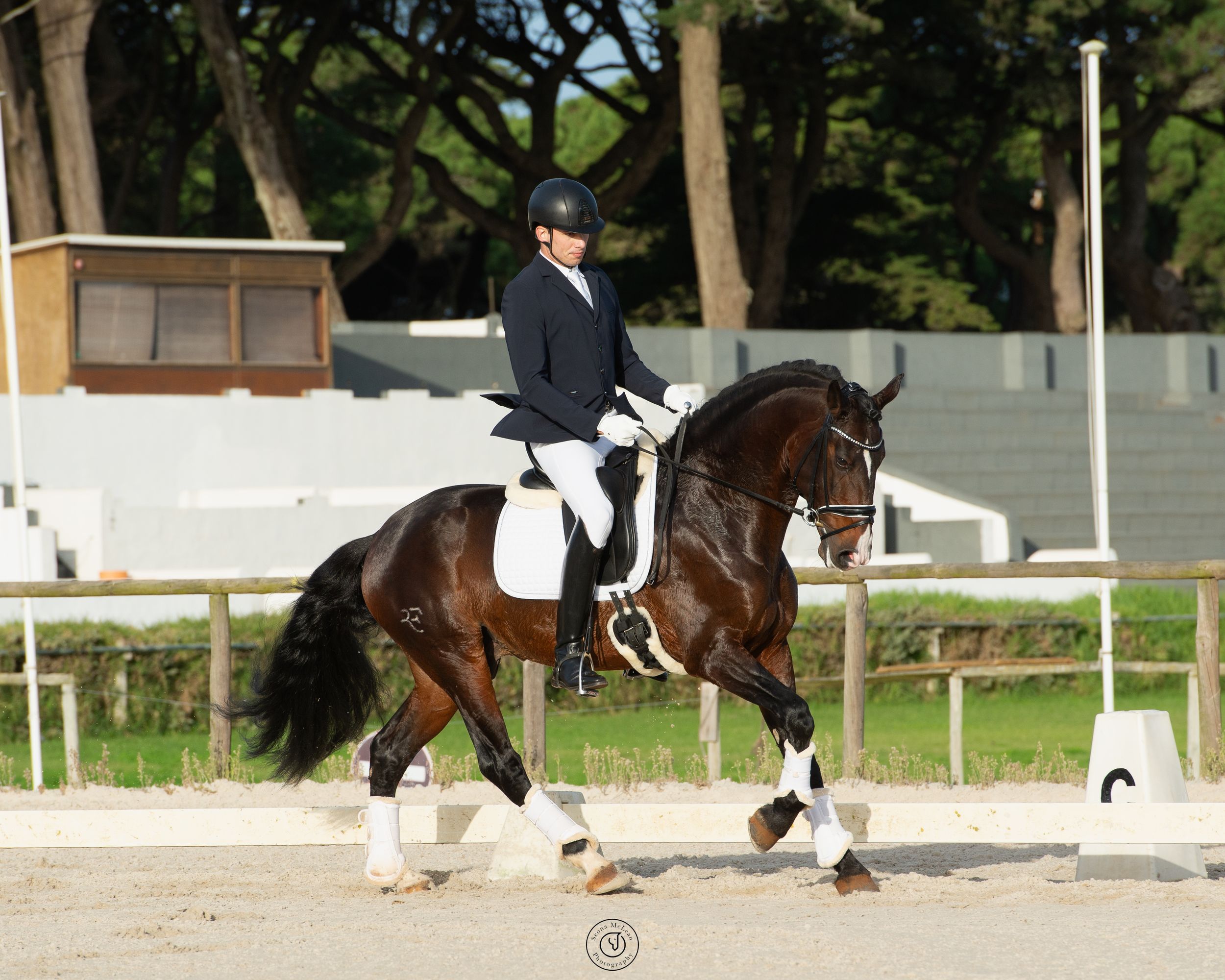 dressage competition