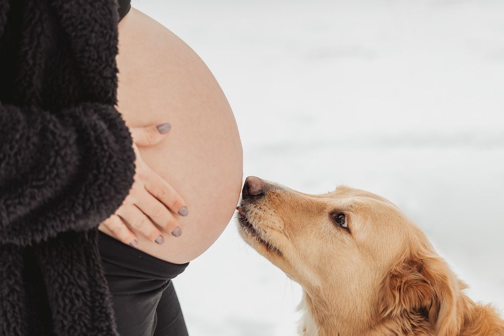 Golden retriever dog gently nuzzling a pregnant belly in a tender indoor moment.
