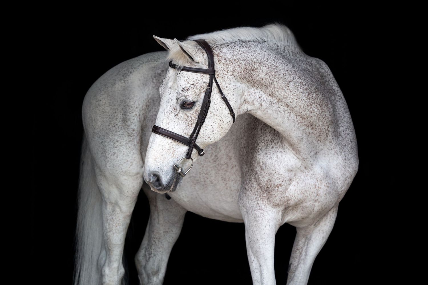 Black background photo of grey gelding, White Oak Farm, Lowell, Michigan