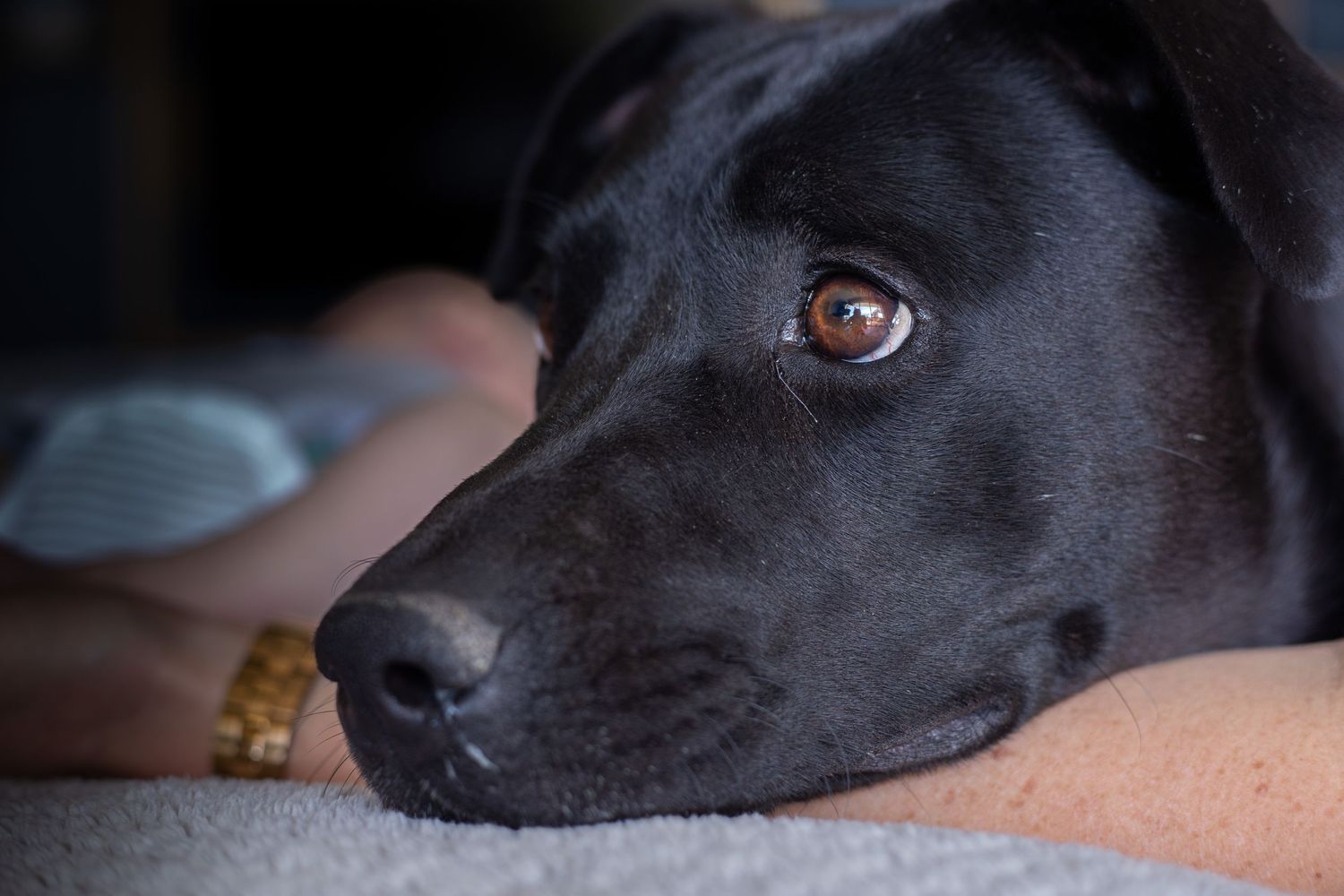 family pets photography