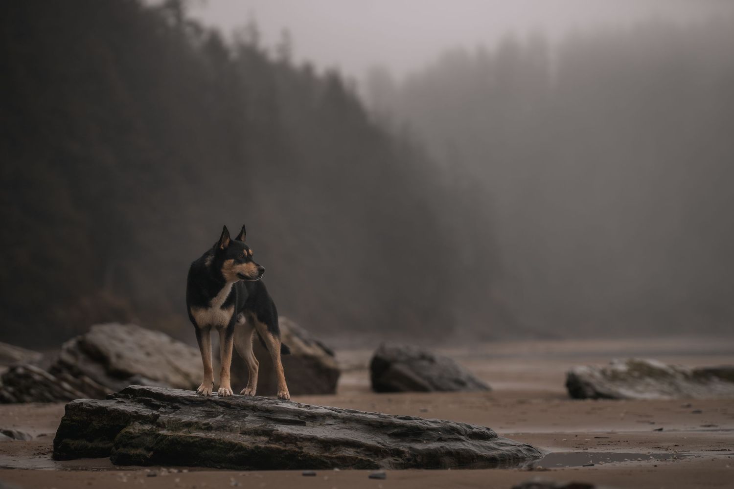 Dog on the Oregon Coast in the Fog