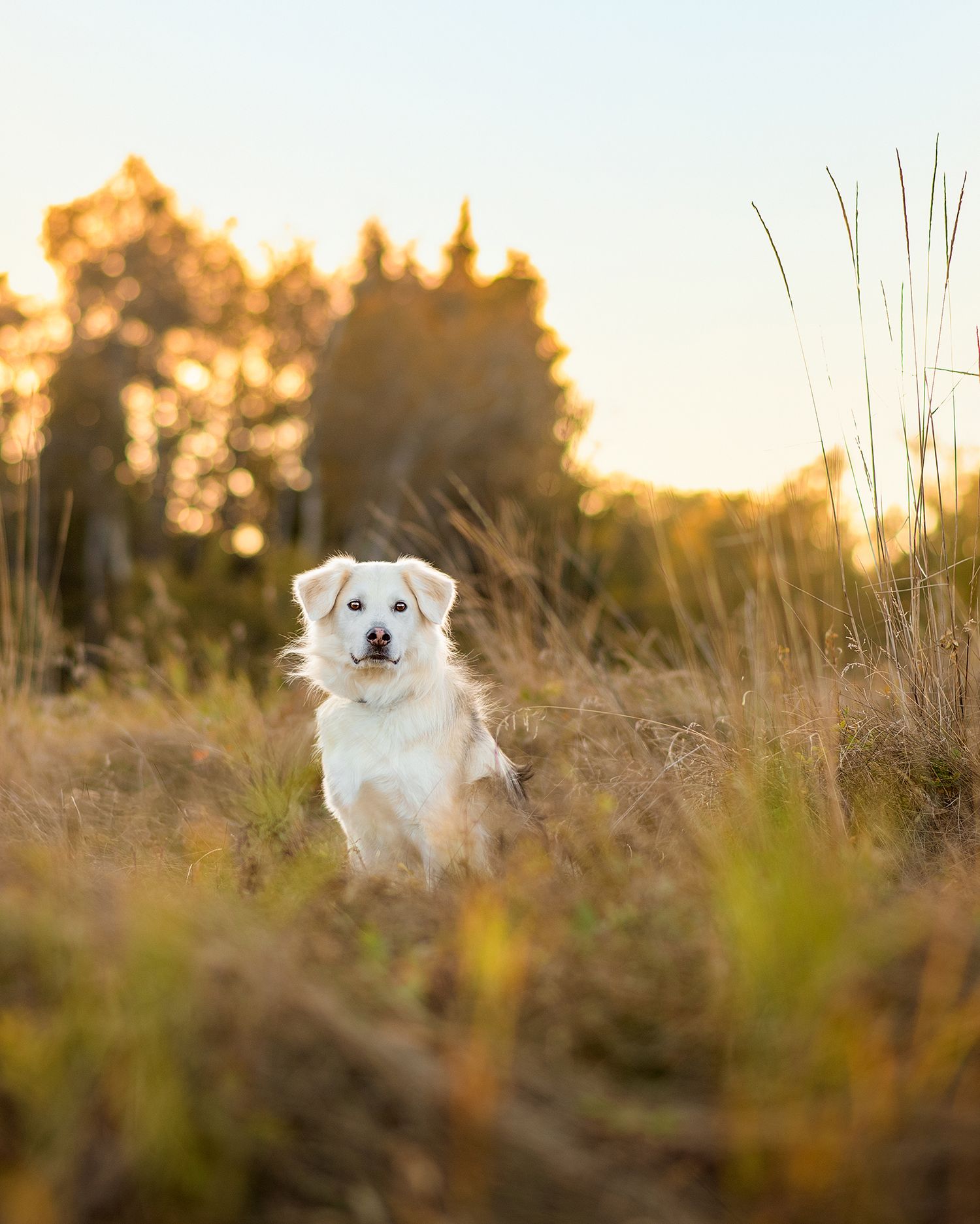 Playful husky running through colorful fall foliage captured by Tripdog Photography