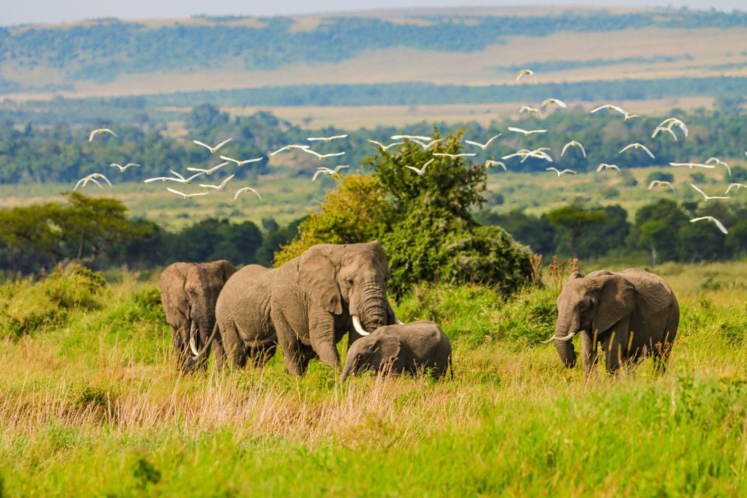 Herd of Elephants in the African bush landscape with a flock of white birds flying overhead.
