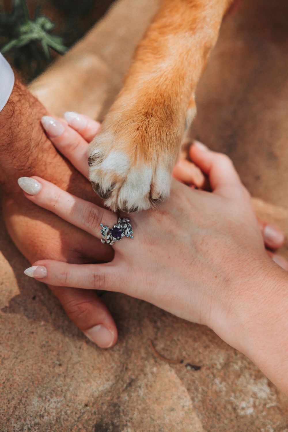 Close-up sequence showing hands holding and shaking a dog's paw in a friendly greeting gesture.