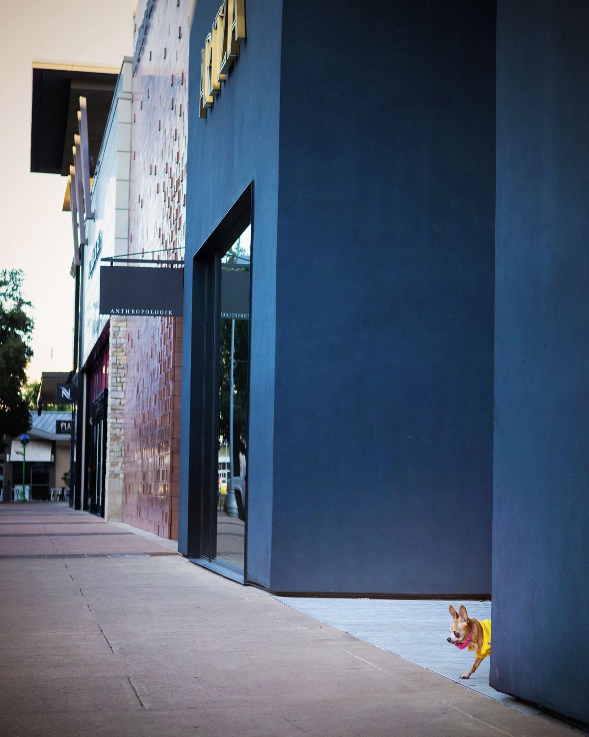 A small dog peeks out from a deep blue wall at a shopping center in Austin, Texas.
