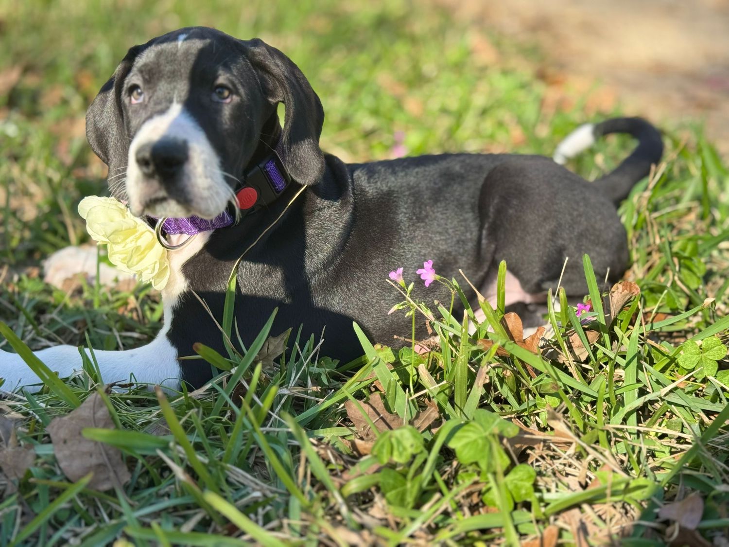 Black and white puppy relaxing in green grass during sunny weather.