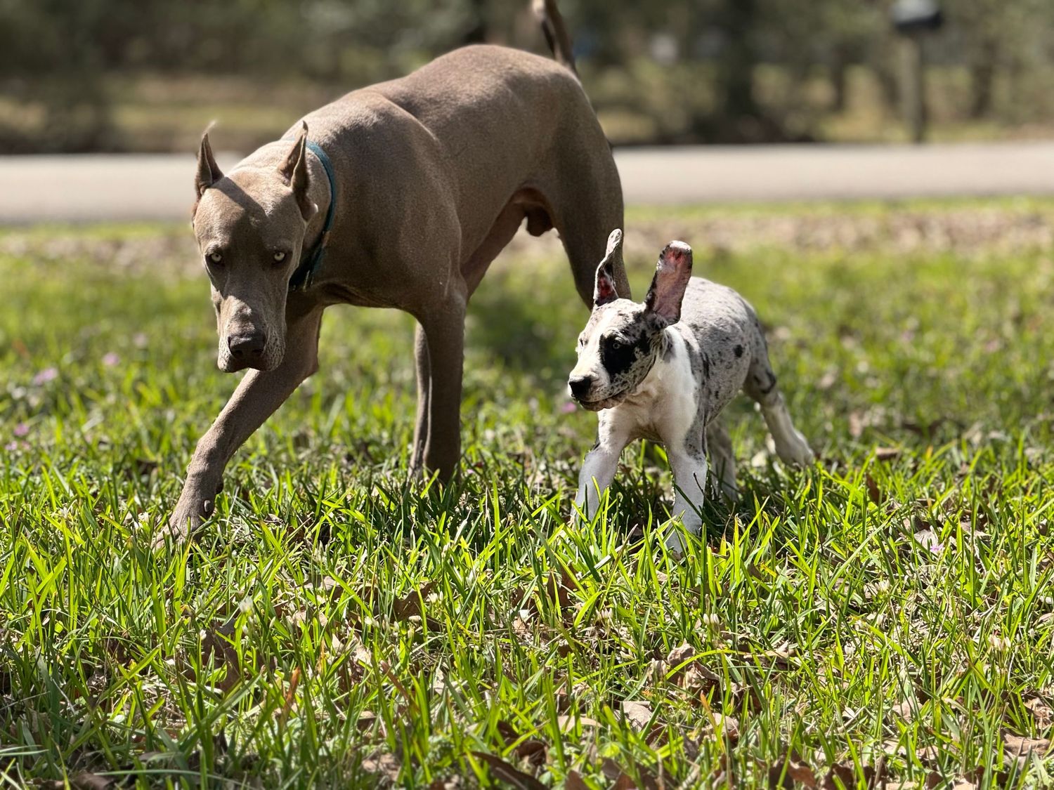 Puppies playing and running together in green grass on a sunny day.