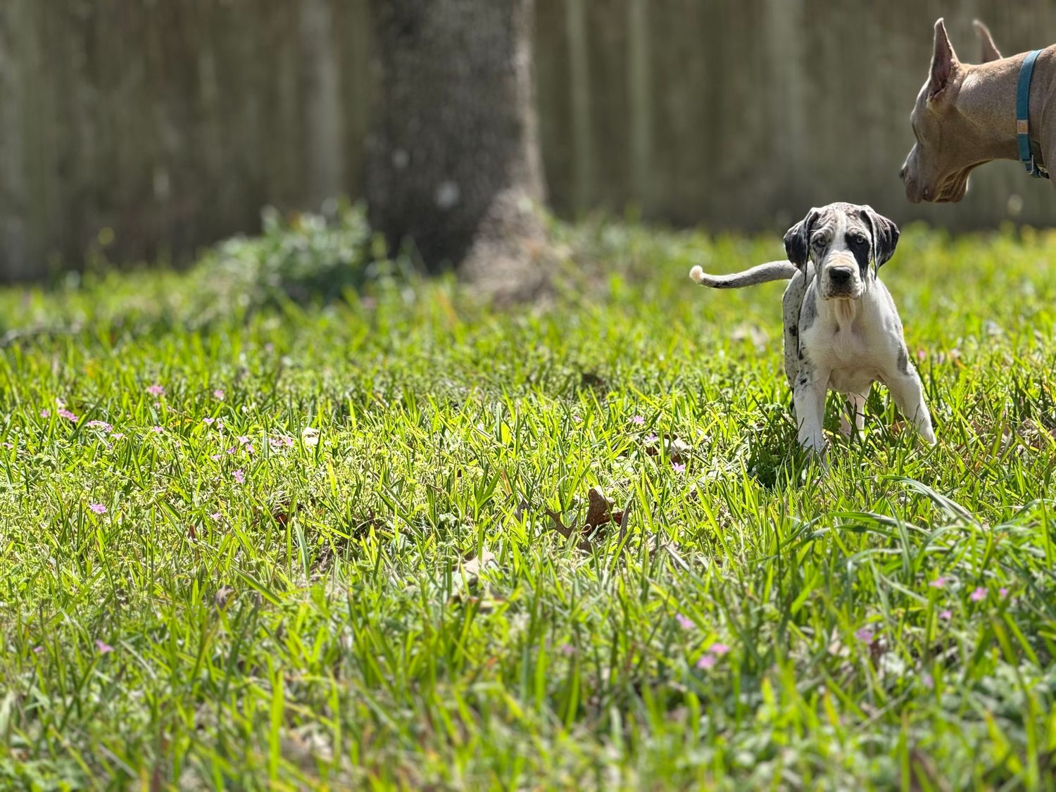 Group of puppies exploring and playing in grassy outdoor area.