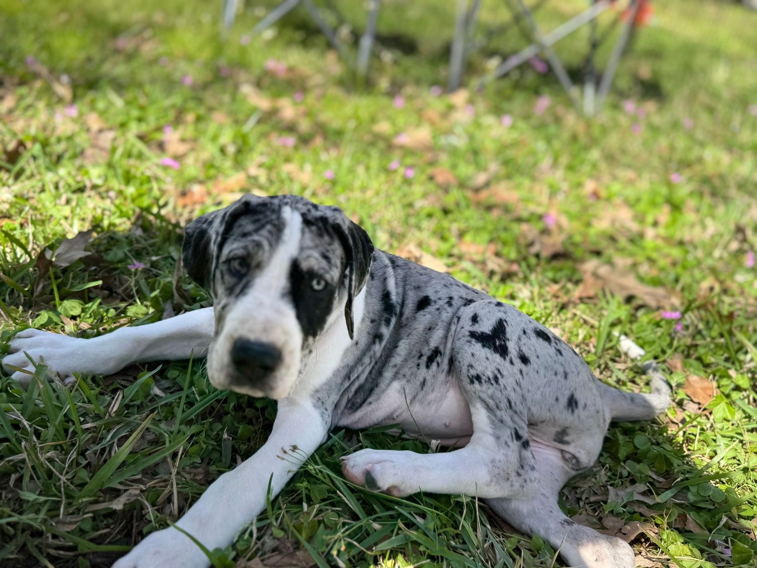 Merle colored puppy lying in grass enjoying outdoor playtime.