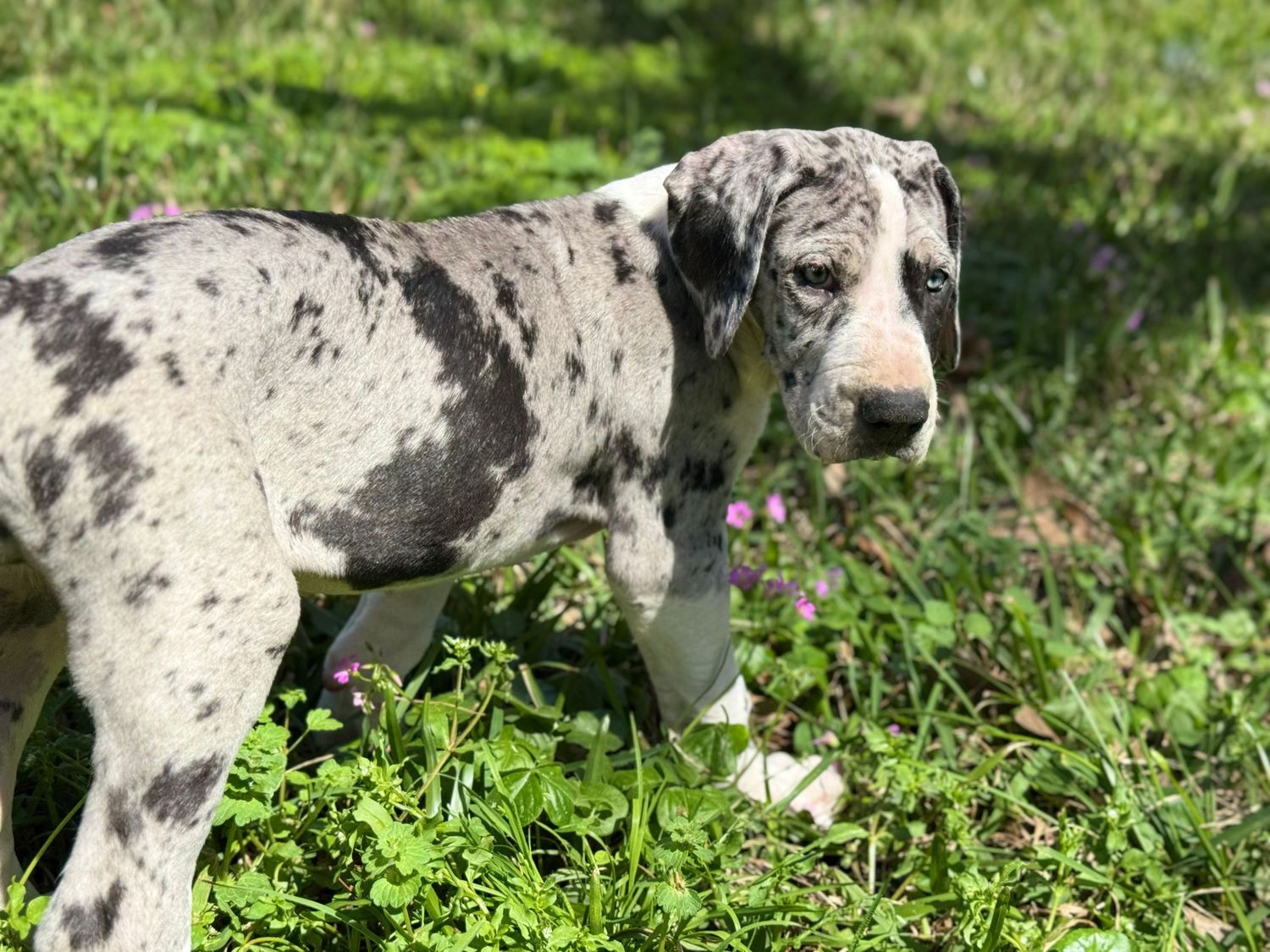 Merle Great Dane dog exploring in lush green grass.