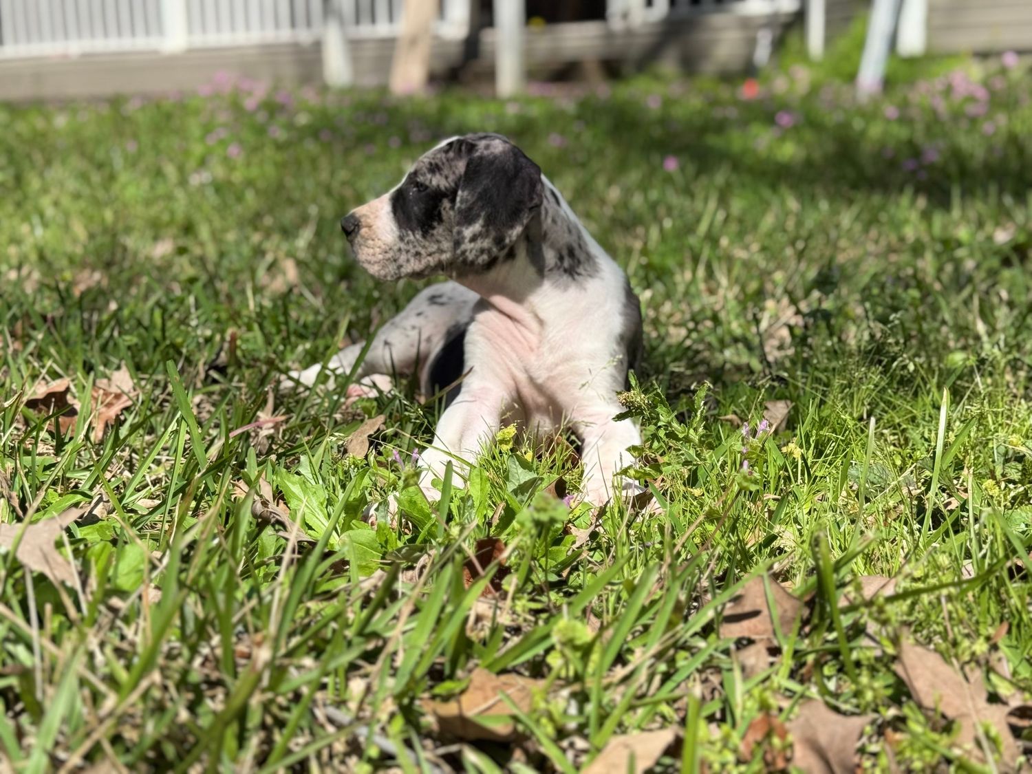 Black and white Great Dane relaxing in green grass.