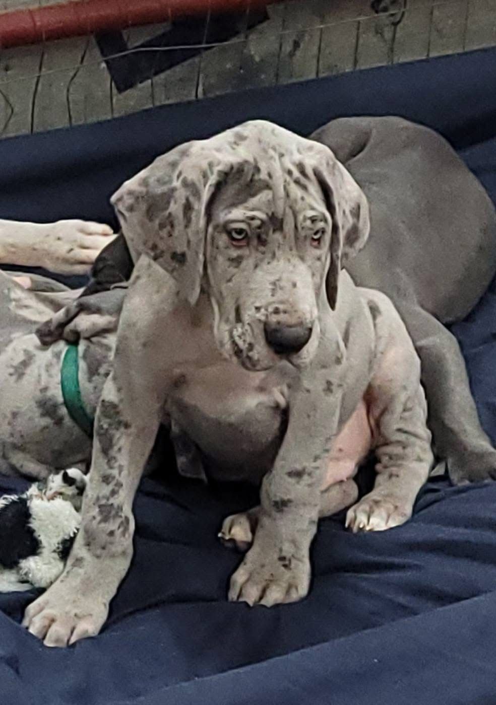 Merle Great Dane puppies resting close together on navy blue fabric.