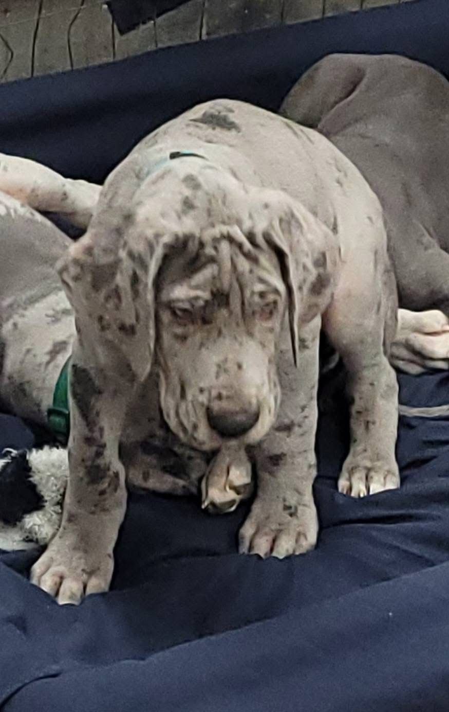 Row of merle Great Dane puppies lying on dark blue blanket.