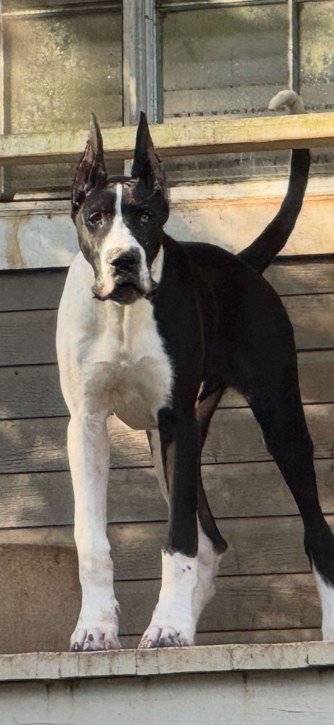 Black and white puppy with pointed ears stands on wooden deck looking down at camera.