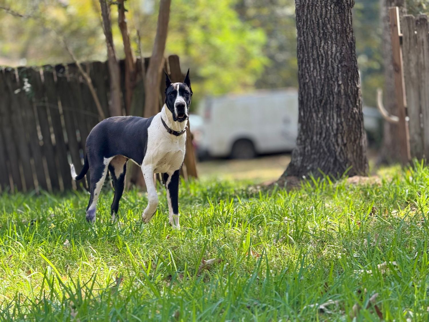 Group of Great Danes playing together in a sunny backyard with trees.