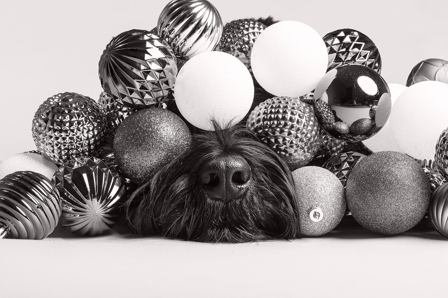 Dog Portrait of a Giant Schnauzer under Christmas ornaments, Christmas portrait by Tripdog Photography, Red Deer Alberta Photographer