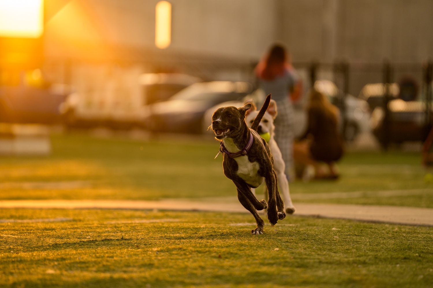 Dog running and playing on grass field during golden hour sunset.
