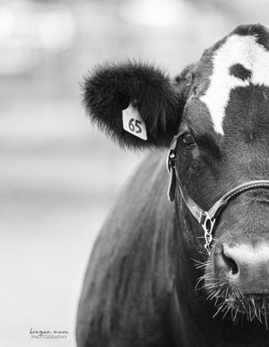 Black and white close-up series of a cow's face and eye showing detailed features.