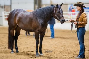 A series of five photos showing handlers presenting horses in a western show ring arena.