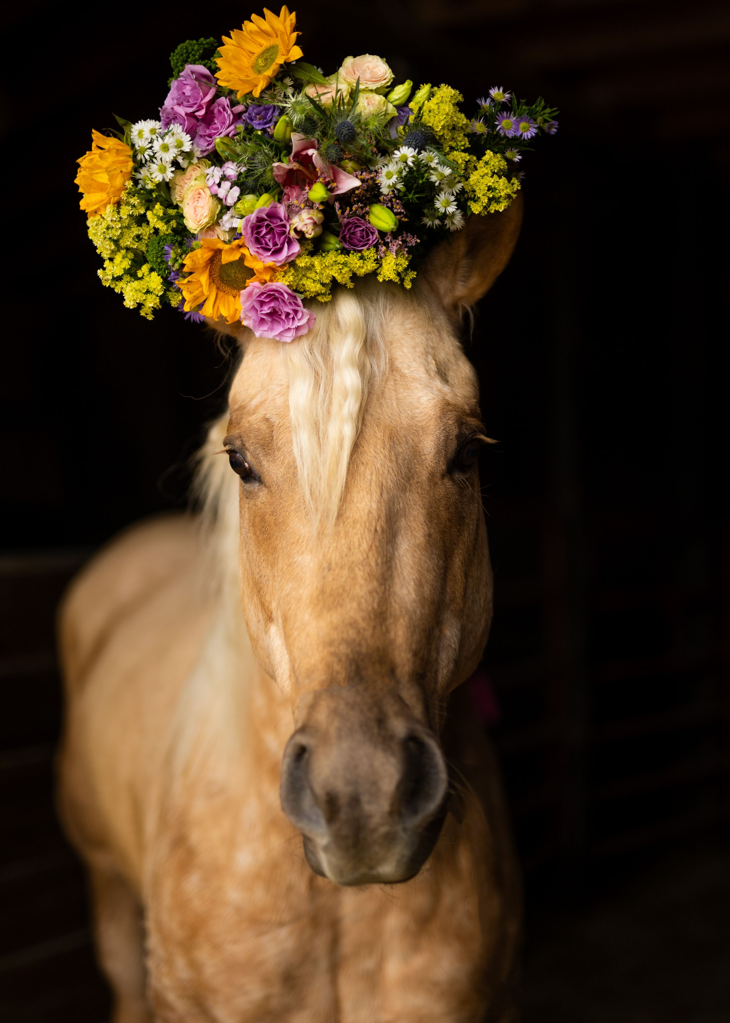 A golden palomino horse wearing a colorful floral crown of sunflowers and purple roses against a dark background.