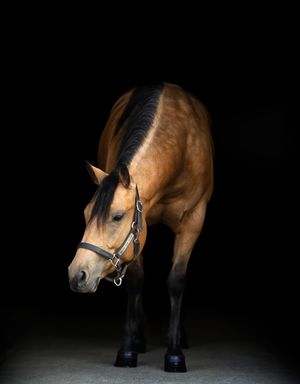 Dramatic low-key photos of a brown horse against black background showing graceful movement.