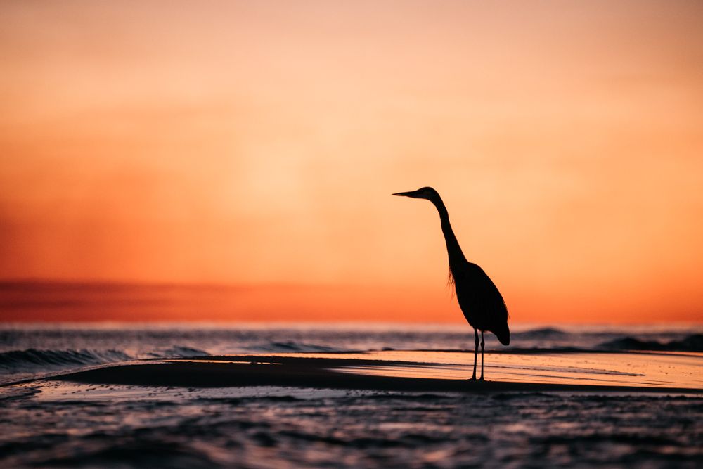 Silhouette of a heron standing on beach during orange sunset.