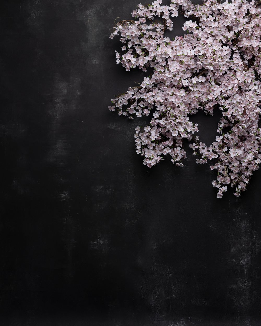 Delicate pink cherry blossoms bloom against a dark background creating a dramatic contrast in this artistic photograph.