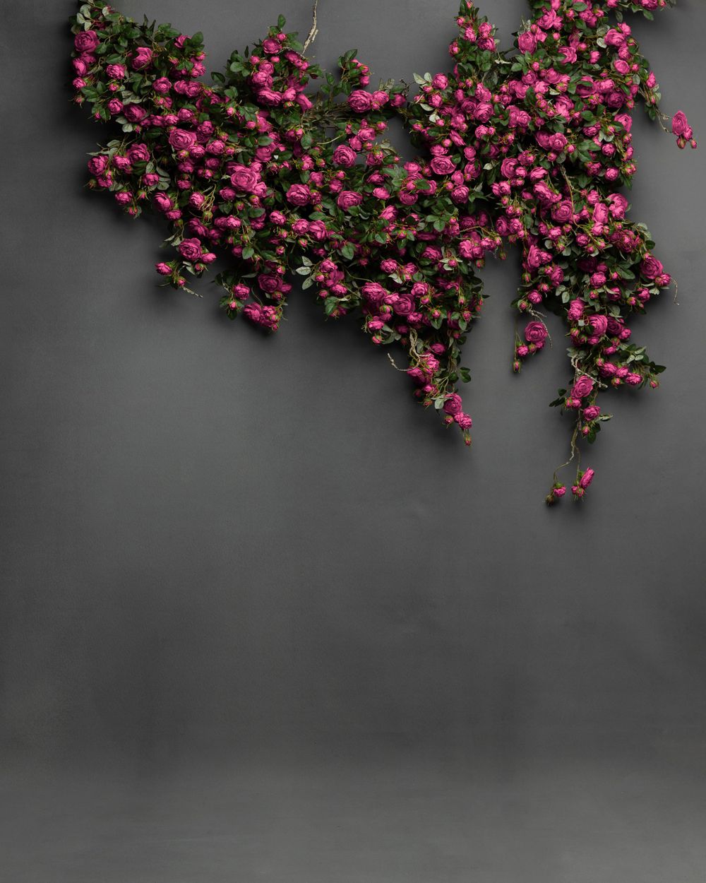 Pink cascading flowers drape elegantly against a dark grey background creating a dramatic botanical display.